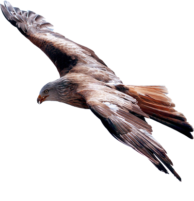 Adler