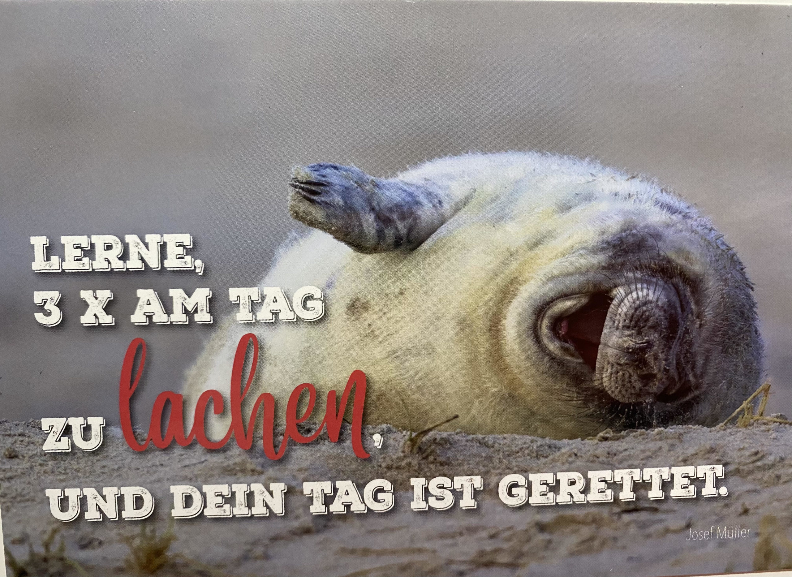 NEU - Postkarten Set 12er Pack Motiv "Lerne am Tag 3 x zu lachen.."
